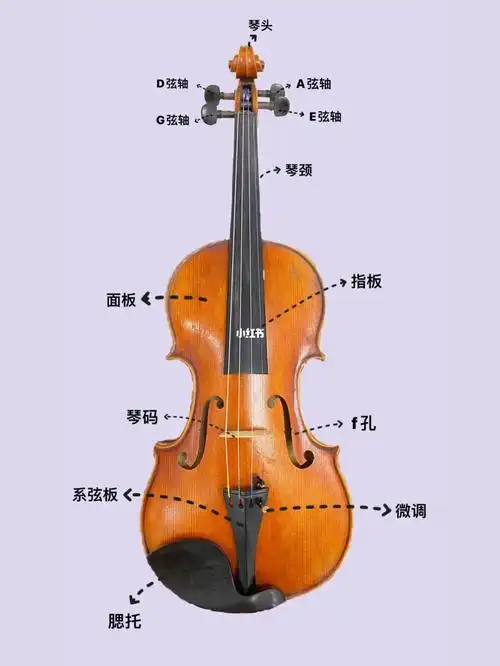 小提琴各个部位名称及作用丨速记