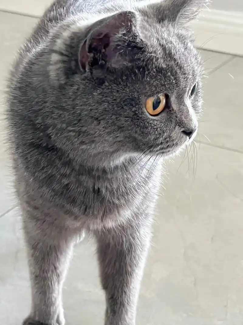 满月喵找麻麻～8月重磅福利.2只满月混血猫崽等待领养,母亲英 - 抖音