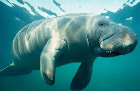 海牛为什么叫美人鱼它是海洋中的哺乳动物