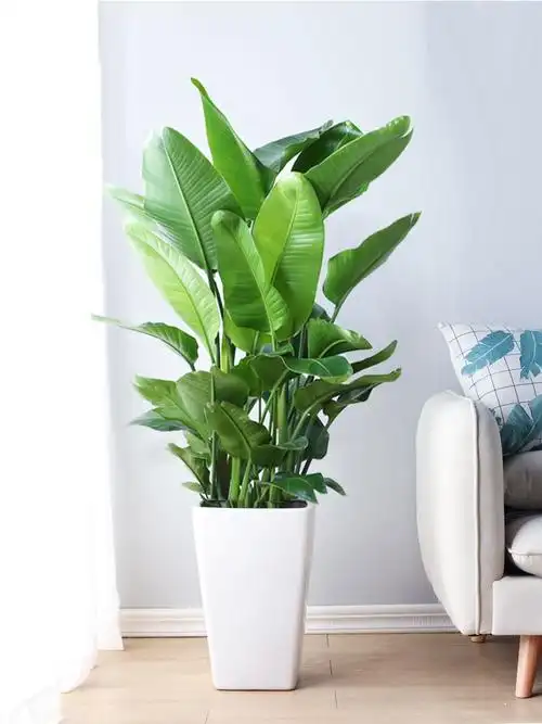 天堂鸟室内盆栽大型客厅绿植花卉大叶植物办公室绿植