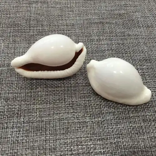 虎斑贝 鱼缸家居 酒店装饰 天然贝壳 海螺 海星批发