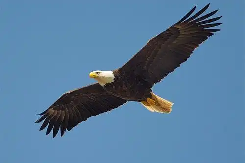 梦见老鹰是什么意思-大鱼解梦网