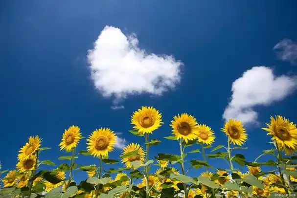 唯美的幸福物质是基础关键是心有归宿