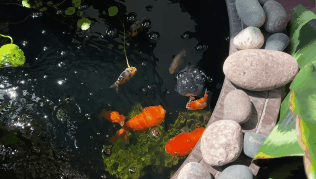 花20万养鱼的年轻人家里藏着一个海底世界