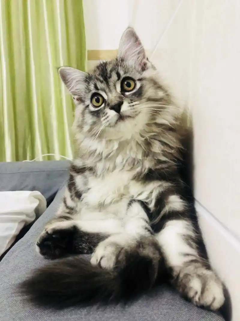 原来美短串布偶生的小猫可以这么好看 美短虎斑 猫咪日常