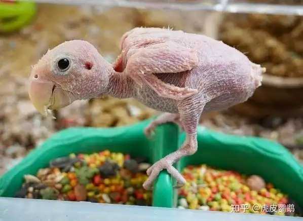 鹦鹉在拔自己的毛!喙羽症?啄羽症?寄生虫?