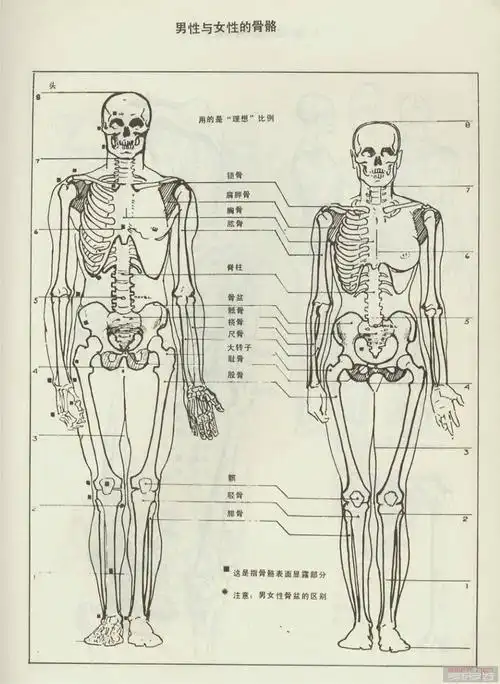 服装画的前生--人体素描 超级版!