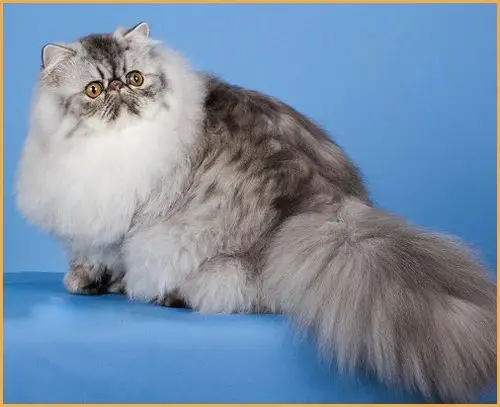 波斯猫波斯猫和英短蓝猫交配的话会怎样