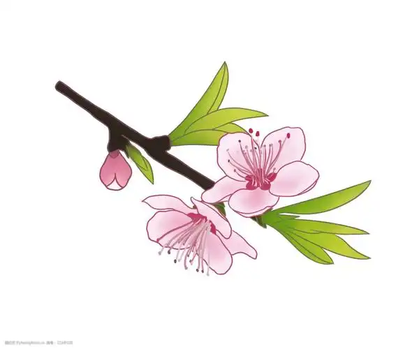 粉色桃花卡通插画图片-图行天下图库