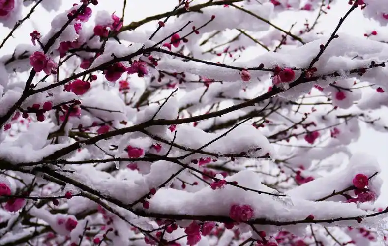 恩施鹤峰:傲雪梅花香