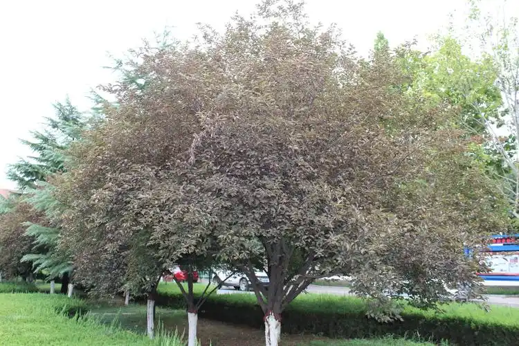 p>美人梅(学名: i>prunus × blireana /i> cv.