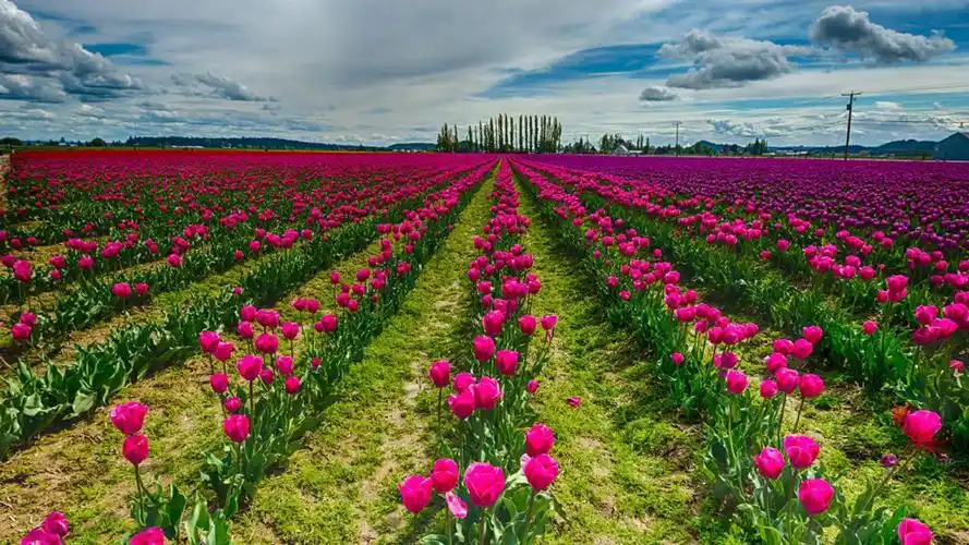 风景鲜花图片 风景图片 鲜花-琢舟百科