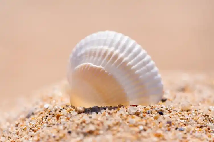 大贝壳图片_大贝壳图片大全_大贝壳图片下载