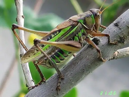 蝈蝈