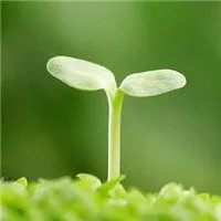 春天头像图片景色_微信头像图片大全