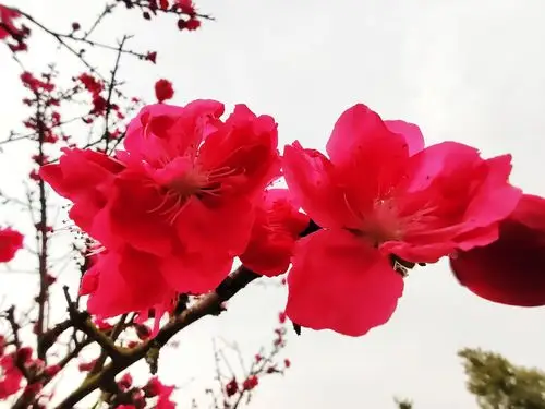 谁染桃花一树红?半为春雨半为风.