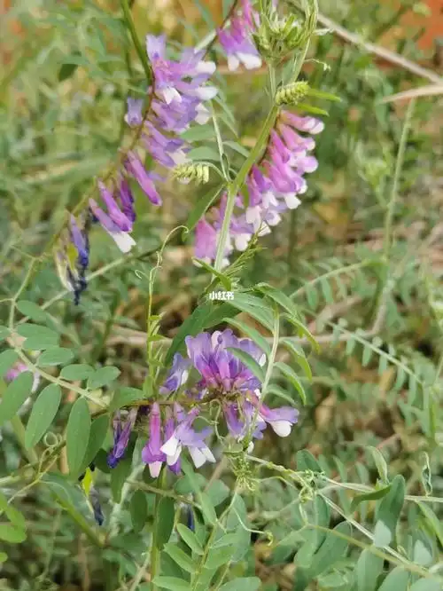 这是野豌豆花吗听说可以吃