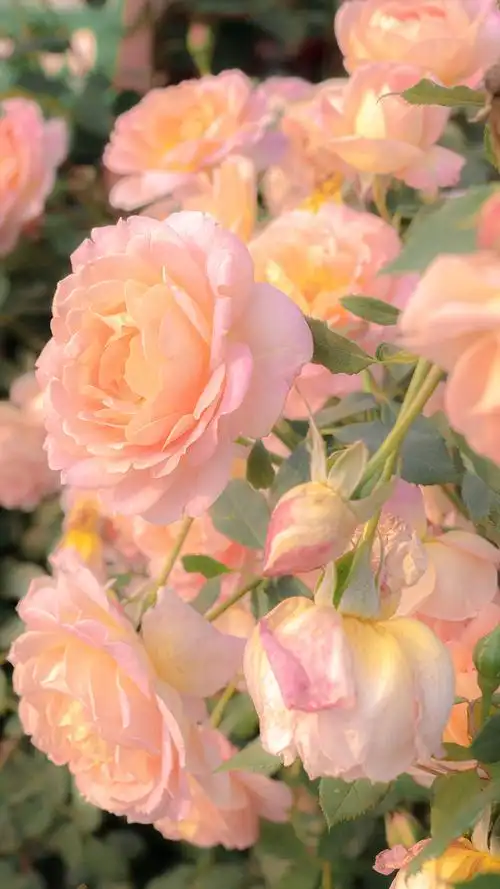 鲜艳的玫瑰花图片手机壁纸