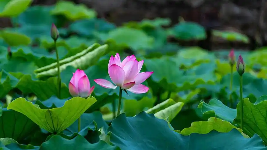失败的3张荷花照片,一共犯了5个错误,荷花摄影有绝招