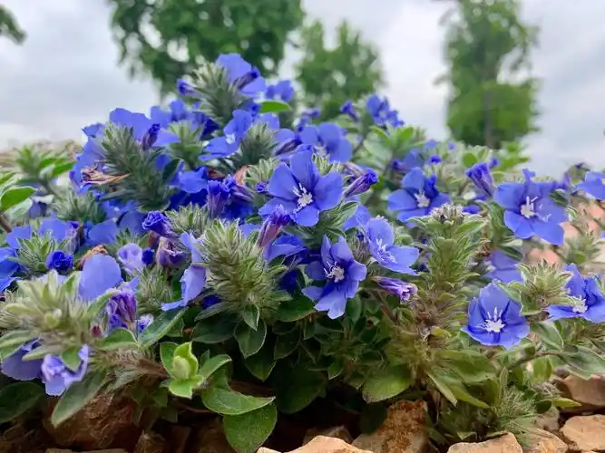 这个山上竟然有两种蓝蓟花