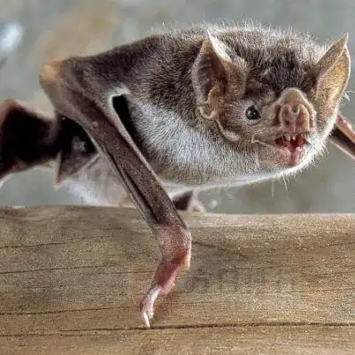 黑曼巴蛇上榜(毒性极强) 世界十大恐怖动物-方日排行