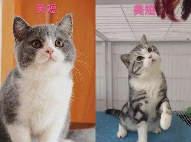 想养猫纠结于养美短还是英短
