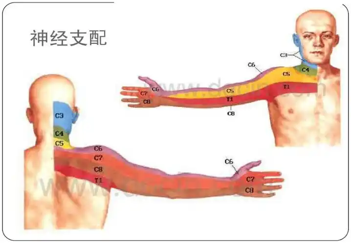 您知道什么是颈椎间盘突出症吗?_治疗_症状_脊神经