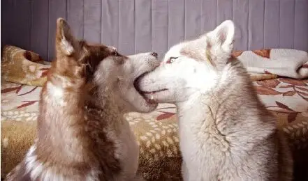 哈士奇:我有特别的吻戏技巧.