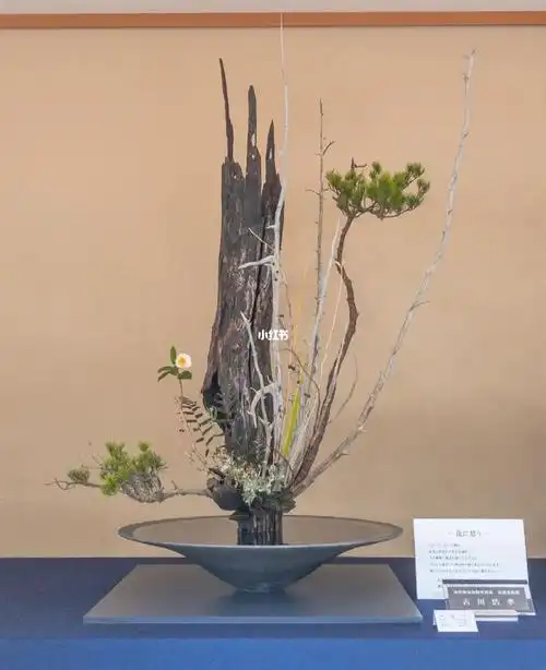 立花#花道#插花#日式花道#鲜花分享#点缀生活的鲜花#鲜花#每周一花