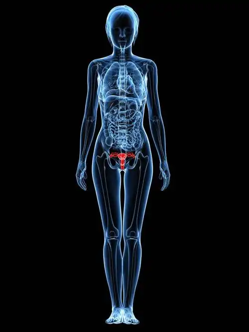 内脏,动脉,静脉,子宫,一个人,无人,站,竖图,插画,室内,白天,正面,数码