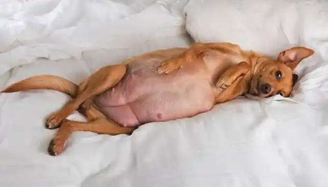 狗狗怀孕周期为60天左右,在此期间很多铲屎官认为狗狗应该大补,这样