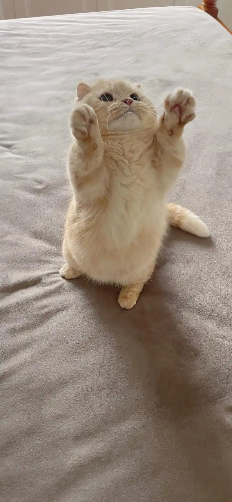 高清壁纸,萌萌动物