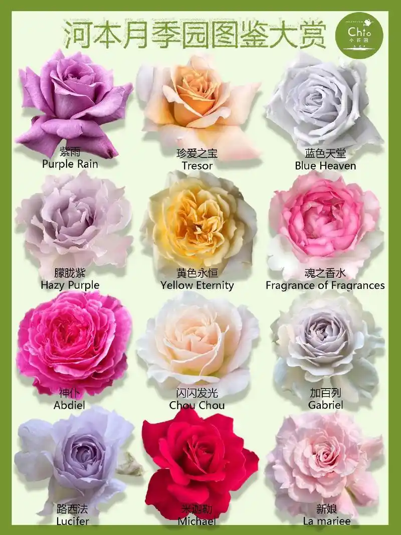 日本河本月季园73款月季品种图鉴大赏.这是重制版,之前的版本 - 抖音