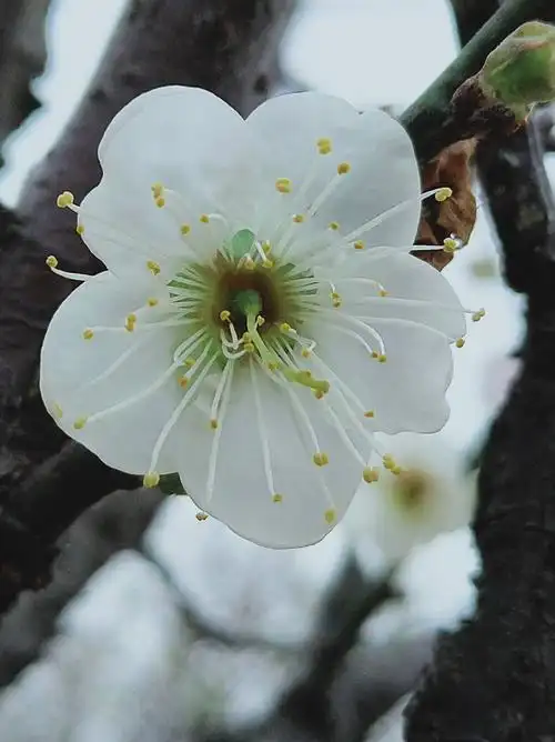 罗岗香雪赏红,白梅花