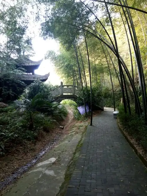 走进茶山竹海~十面埋伏