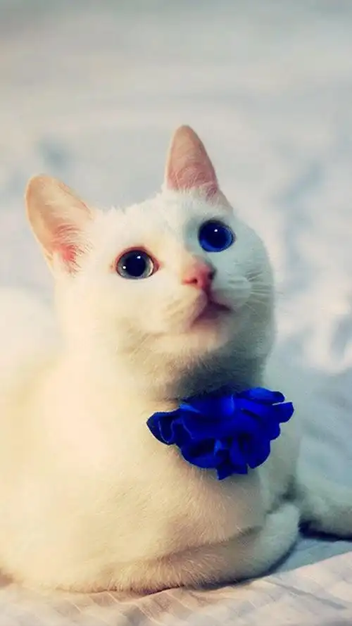 毛茸茸的可爱猫咪呆萌高清手机壁纸图片