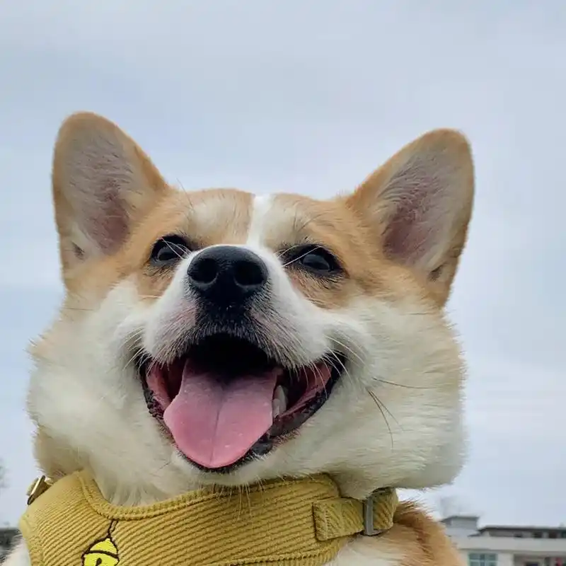 要跟大圆子一样,对生活永葆热爱78#我有一只可爱的小狗 #呆萌 - 抖