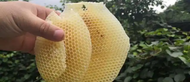 雷大杨:蜂蜜好吃吧,那我得带您看看酿蜜的蜂巢长嘛样