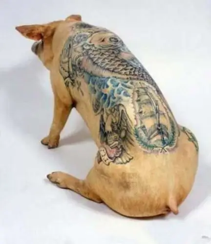 有社会背景的猪