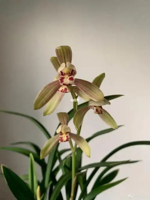 禅月达摩建兰矮种金边