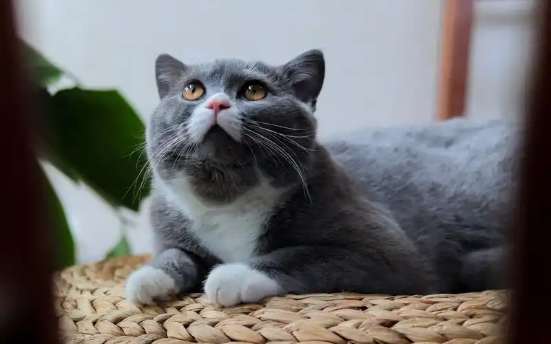 慵懒可爱的英国短毛猫