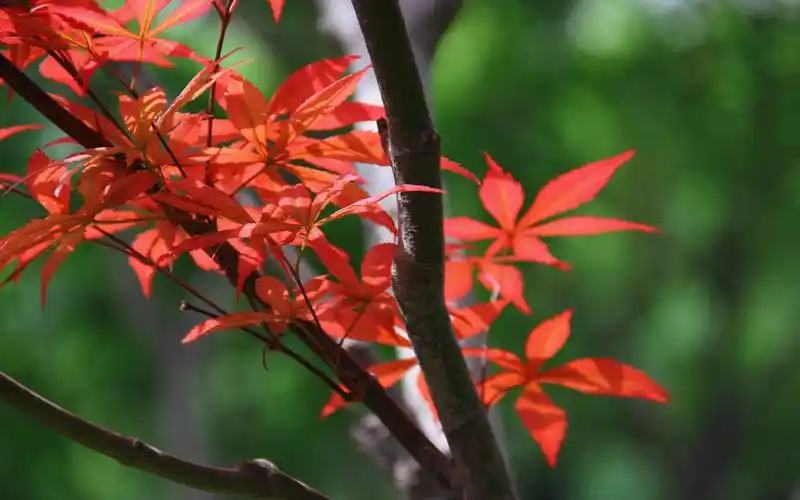 小清新唯美枫红摄影高清桌面壁纸