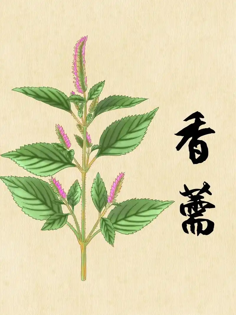 题目:画说"香薷"-夏月感冒必备