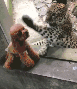 294_338gif 动态图 动图