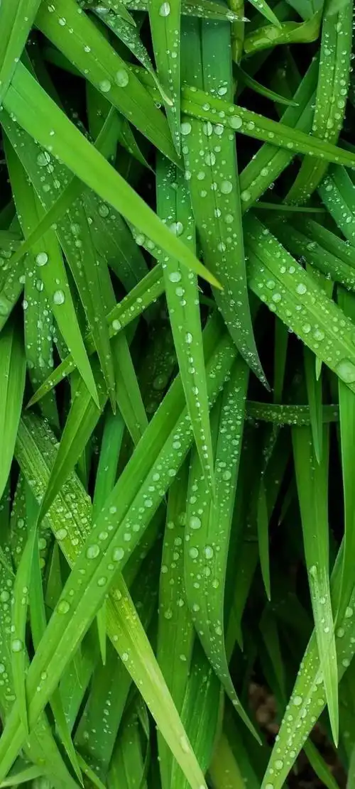 有绿色护眼系列的手机壁纸吗能分享一下吗