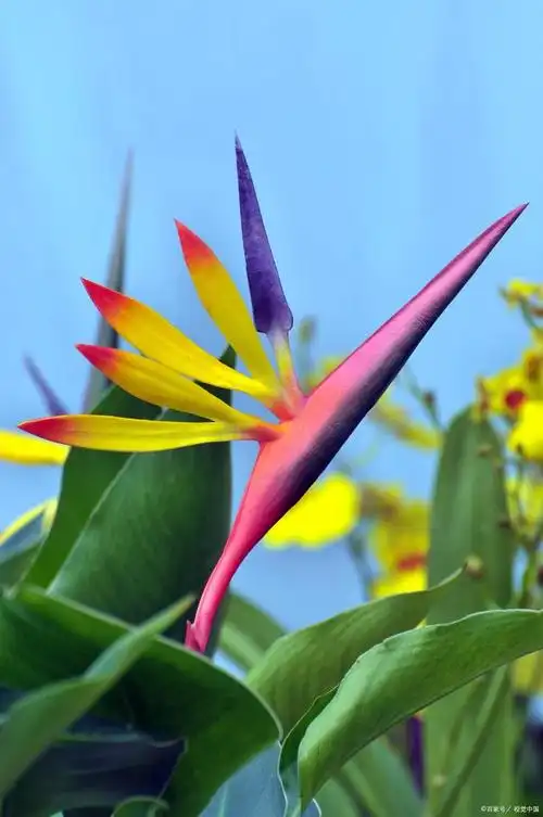 绽放热带魅力:天堂鸟养护指南