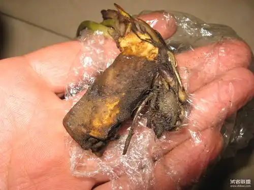 迷你睡莲种根阳台池塘水培水生-去看大海