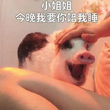 撩小姐姐表情包猪猪系列把手慢慢交给我放下心中的困惑