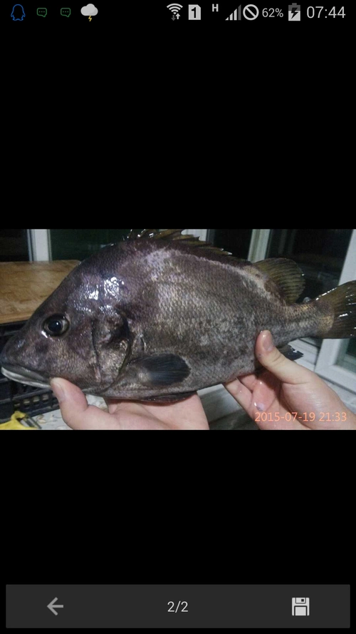 展开全部 你好,这是一只黑鲷鱼,鉴于出自日照,图片看不太清楚侧面,也