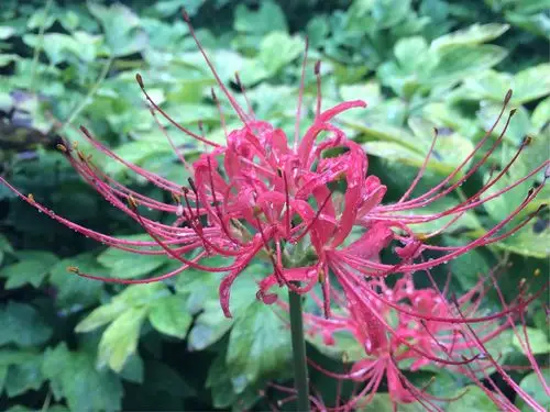 雨中彼岸花,情人的眼泪,血色的凄美